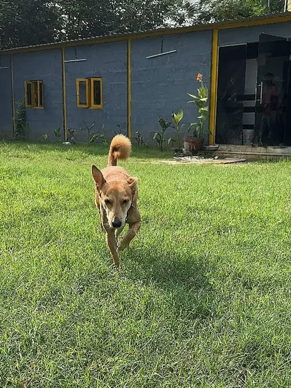 Moby enjoying the open ground. The ability to roam and explore is fundamental to a dog's happiness, and we provide that in a secure setting.