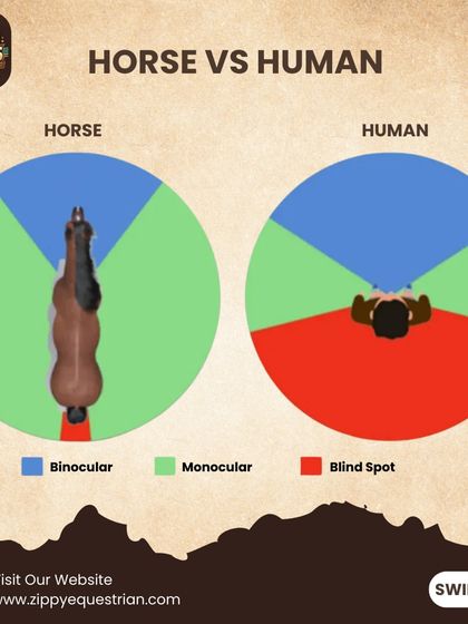 Did you know horses have monocular and binocular vision? This infographic explains the difference between horse and human vision.