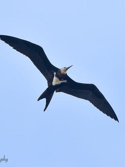 Avian Wonders: A World of Wings photo 75