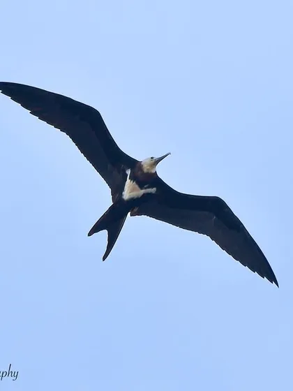 A Lesser Frigatebird in flight. These birds are masters of the air, able to stay aloft for weeks at a time.