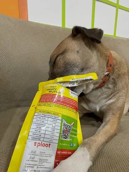 Caught in the act. Sometimes the food is so good, you have to try and get every last bit from the packet. Here's Sriracha with her favorite Meaty Mutton meal.