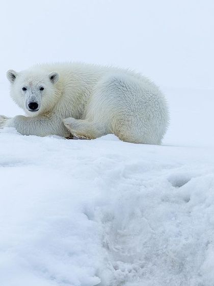 A polar bear curled up in the snow, looking like a "furry ball." It takes immense patience and experienced guides to spot them in this vast landscape.
