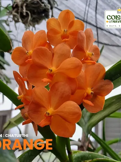 The Vanda Fuchs Sunset x Pine Rivers orchid ignites with vibrant orange blooms. With over 80 species, Vanda orchids are known for their stunning colors and patterns.