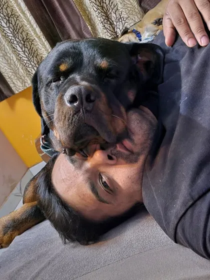 People say Rottweilers are aggressive, but look at this. This is pure love and trust. With the right handling and a strong bond, any dog can be a gentle giant. There are no bad breeds, only misunderstood ones.
