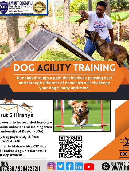 Dog Guru - Professional Dog Trainer Certification Advanced Training in Action photo 12
