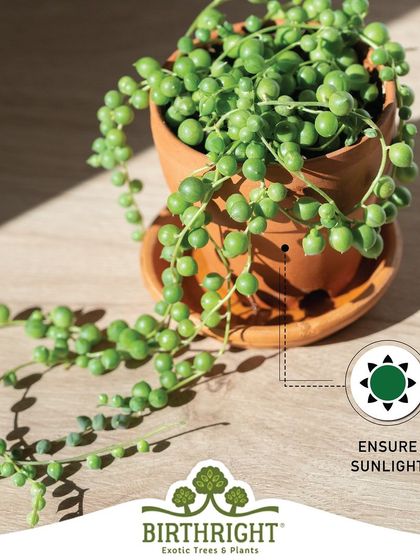 Monsoon care tip: Even on cloudy days, ensure your plants get enough sunlight. A spot near a window or a bright balcony is ideal.