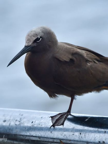 Avian Wonders: A World of Wings photo 76