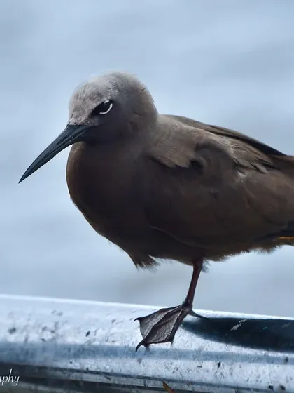 A Lesser Noddy perched on a railing. Its sharp eyes and sleek feathers are perfectly captured in this close-up portrait.