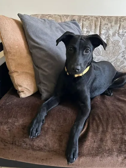 Kuri relaxing on the couch, looking elegant and calm. She is a wonderful companion waiting for the right family.