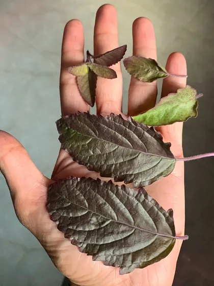 The Tulasi, or Holy Basil, is a sacred plant found in many Indian homes for good reason. I recommend infusing a few of these anti-inflammatory and anti-viral leaves in hot water for a simple, healing herbal tea. It is a perfect example of how simple, natural ingredients can support our daily health and reduce anxiety.
