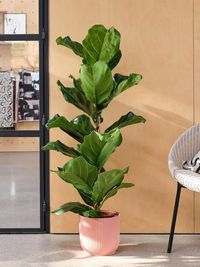 Plant Sales & Gardening Supplies