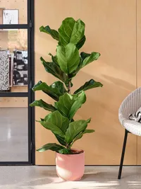 Plant Sales & Gardening Supplies
