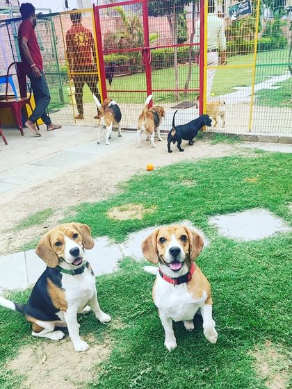 Two happy Beagles posing for the camera while their friends play in the background. Our facility is a great place for dogs to socialize and make new friends.