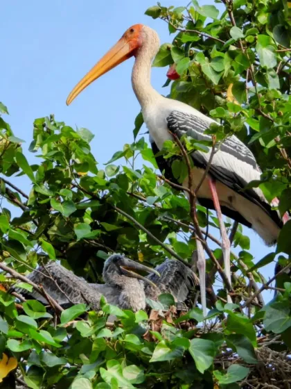 Scenes from Stork Haven, where generations of painted storks and pelicans have nested. We explore this unique example of human-bird coexistence.