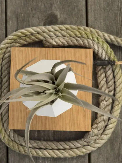 This top-down view showcases the 12-sided geodesic design of the Lyfe planter, which holds a Tillandsia, or air plant. The planter hovers over its oak base, which contains the magnets that power the levitation.
