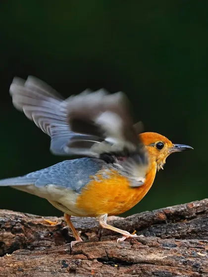 An Orange-headed Thrush caught in a dynamic moment of wing-flapping. The motion blur of the wings contrasts with the sharp focus on its head and body, conveying a sense of energy and life as it prepares for flight or settles on its perch.