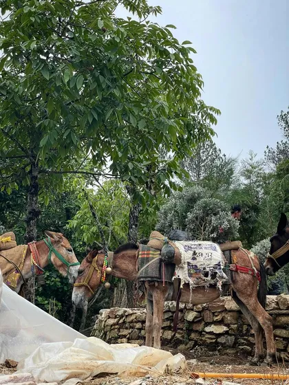 A train of mules brings plants up the mountain for our Shakti Prana project. We time our landscaping with the onset of the monsoon to give the native species the best chance to thrive.