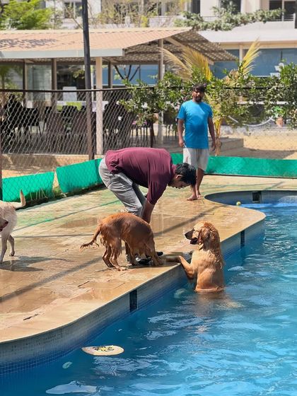 A wet and wild hairstyle for Posto after a swim at Therpup dog cafe.