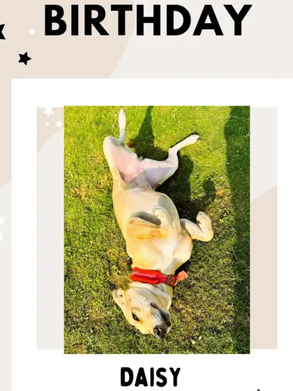 A birthday shoutout for our dear Daisy. I love celebrating every member of our furry community on their special day.