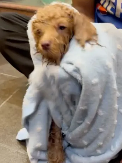All wrapped up and cozy after her first bath. We make sure to keep puppies warm and comfortable during the drying process. This little burrito look is one of our favorite parts of the job.