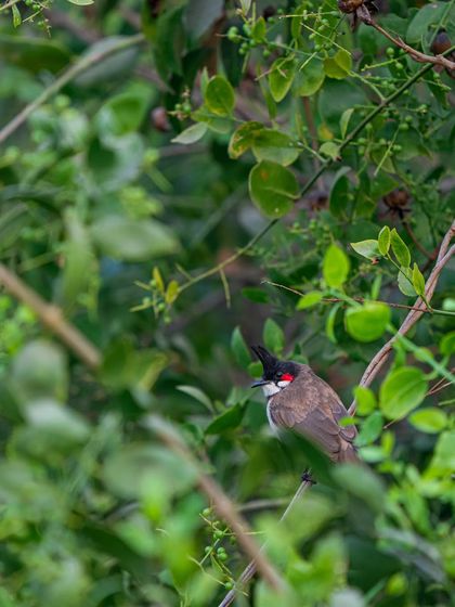 A Red-whiskered Bulbul adds a dash of red to the monsoon greens. I love this bird for its quirky hairdo and melodious call.