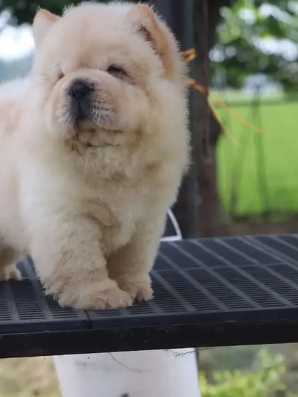 This quality Chow Chow puppy is standing on a table, showing off his sturdy build and thick coat. Both male and female puppies are available in Delhi.