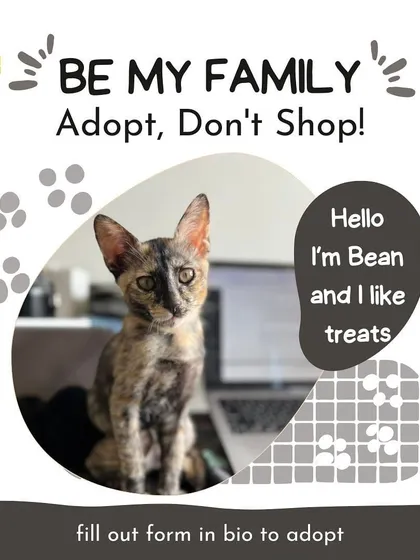 This is Bean, a 10-week-old tortoiseshell female who loves treats. She is vaccinated, dewormed, litter-trained, and an avid playtime fan with multi-colored toe beans.