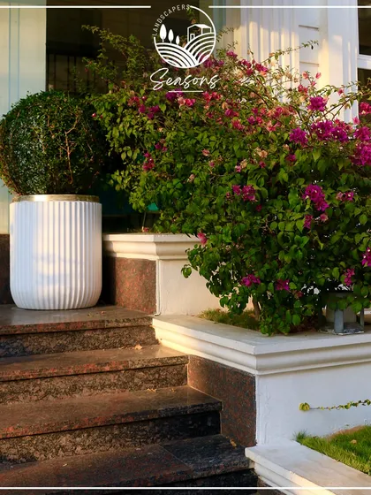 The enchanting entrance of Livaana, where a vibrant Bougainvillea and a perfectly spherical topiary create a welcoming and beautiful first impression. We meticulously design and maintain these spaces to be a haven of tranquility.