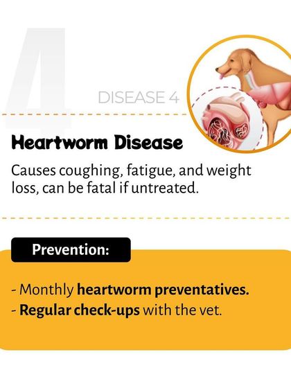 Pethowz - Pet Parent Education Understanding Common Pet Ailments photo 9