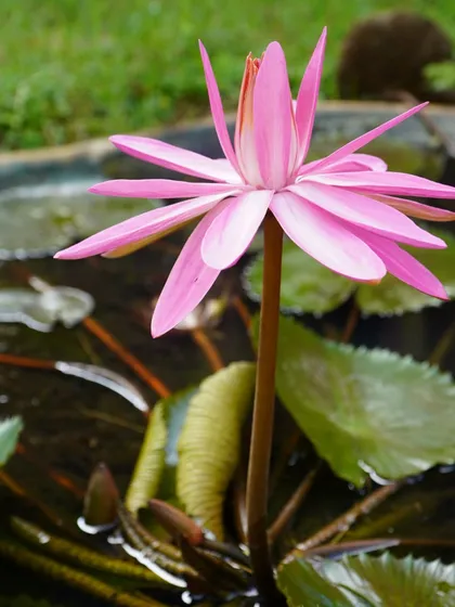 A collection of the beautiful flowers that bloom across the ashram. From the sacred Lotus to the fragrant Jasmine, these blossoms add color, life, and healing energy to our home.