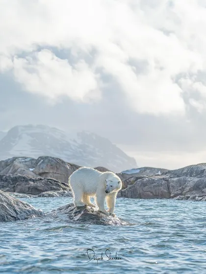 From curious quests on rocky shores to solitary walks across the ice, these images showcase the diverse behaviors and stunning environments of the polar bears we encounter on my Arctic journeys.