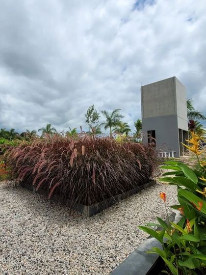 The deep burgundy of the Pennisetum grass creates a stunning focal point in this garden bed. The texture and color of the plants contrast beautifully with the simple gravel ground cover and the modern architecture in the background.