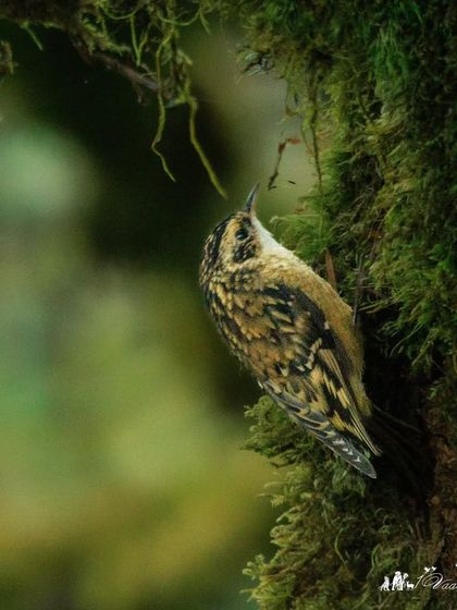 Hodgson's Treecreeper, a tiny bird that spirals up tree trunks in search of insects, perfectly camouflaged against the mossy bark.