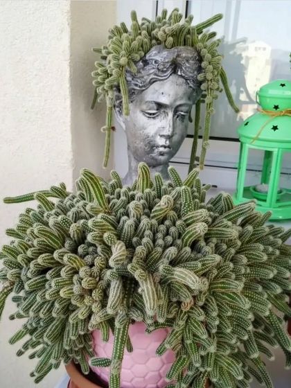 A very unique setup with a Monkey Tail cactus growing in a head-shaped planter. I can help you find fun and creative pots for your plants.