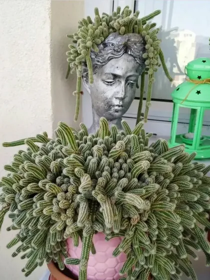 A very unique setup with a Monkey Tail cactus growing in a head-shaped planter. I can help you find fun and creative pots for your plants.