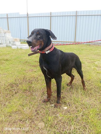 A caregiver walks one of our "big boys" in a dedicated play area. Dogs with behavioral issues are not locked away; they receive specialized handling and socialization to help them learn to trust.
