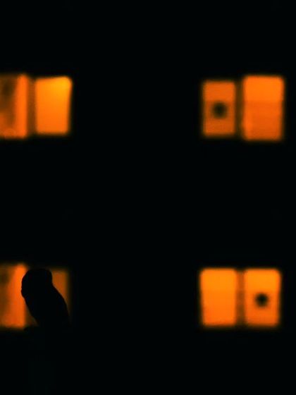 A Spotted Owlet's silhouette against the illuminated windows of a building, creating a grid-like pattern that speaks to its urban habitat.