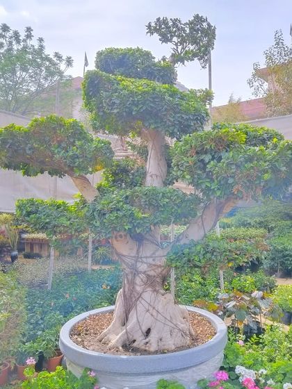 A stunning Ficus microcarpa bonsai, sculpted into a multi-ball topiary form, perfect as a central feature in a garden or large pot.