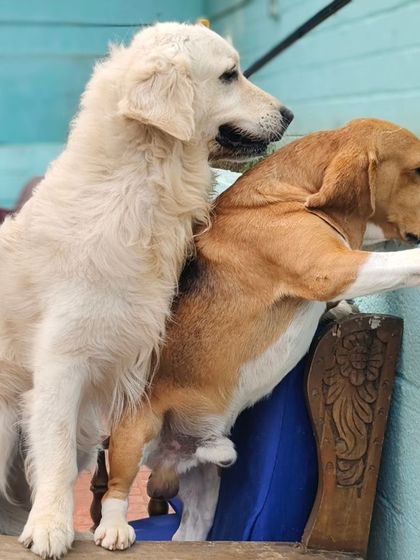 These two are always looking for adventure together.