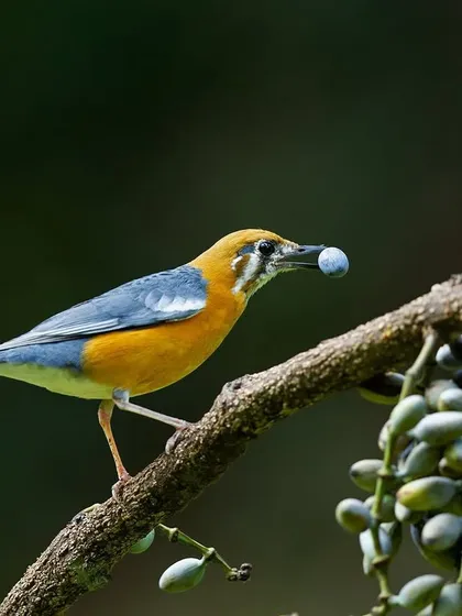 An Orange-headed Thrush feeding on berries, a moment that captures its natural foraging behavior.