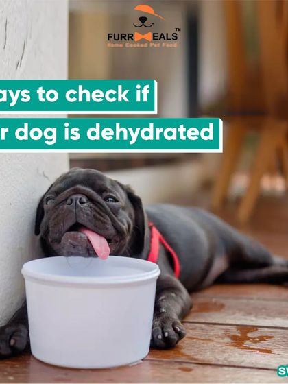 Hydration is important all year round. This guide shows you three simple ways to check if your dog is dehydrated, including the skin elasticity test and checking their gums, and reminds you that bone broth is a great way to boost fluid intake.