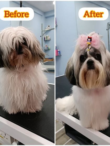 Mamppi Deb - Pet Grooming & Styling Complete Makeovers: Before & After photo 20