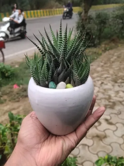 This Zebra Haworthia succulent in a white ceramic pot is a great low-maintenance gift. It's perfect for office desks or small spaces and only needs water when the soil is completely dry.