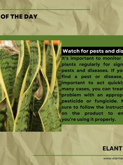 Tip of the day: Regularly monitor your plants for signs of pests and diseases. Acting quickly is key, and I can help you identify the problem and find the right solution.