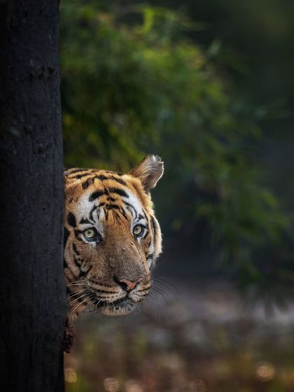 The Striped Kingdom: Tigers of India photo 28
