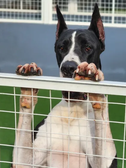 This is the curious and friendly face of one of our Great Dane guests. We welcome dogs of all sizes, from the biggest gentle giants to the smallest toy breeds, ensuring everyone feels safe and happy.