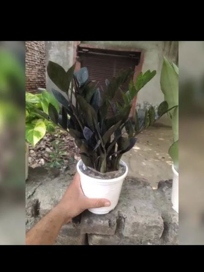 The Raven ZZ plant is a striking variety with leaves that turn a rich, black color as they mature. It's very low-maintenance and adds a touch of modern elegance.