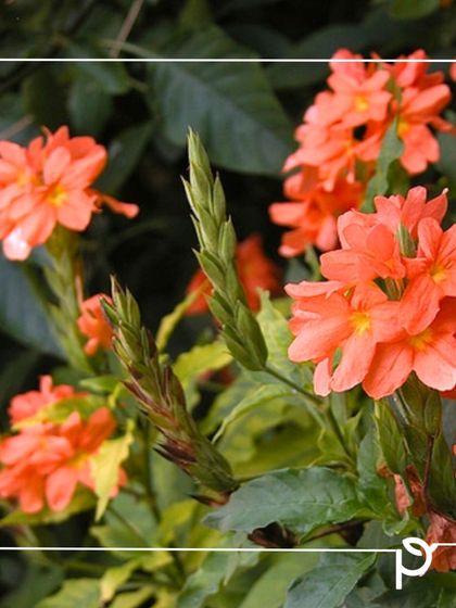 Our Native Plant Showcase photo 14