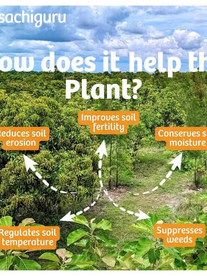Mulching is a simple yet powerful technique. It involves covering the soil with organic materials to reduce erosion, conserve moisture, regulate temperature, and suppress weeds.