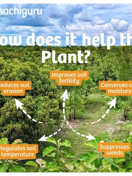 Mulching is a simple yet powerful technique. It involves covering the soil with organic materials to reduce erosion, conserve moisture, regulate temperature, and suppress weeds.